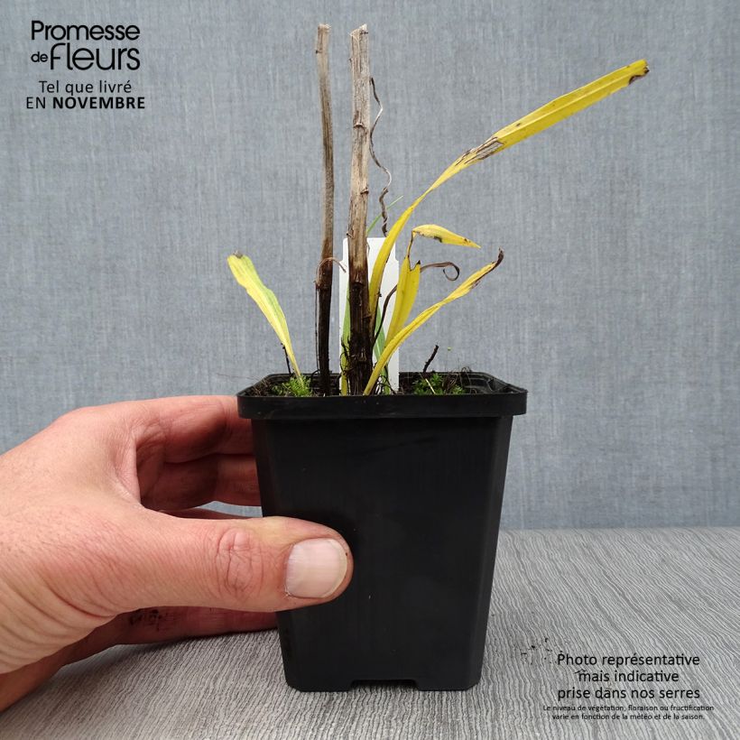 Ejemplar de Liatris spicata Floristan White - Densa estrella ardiente Maceta de 8/9 cm entregado en otoño