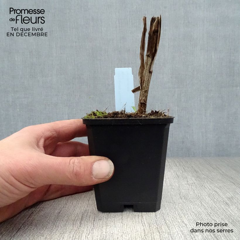 Liatris spicata Floristan White - Densa estrella ardiente Maceta de 8/9 cm Ejemplar entregado en invierno