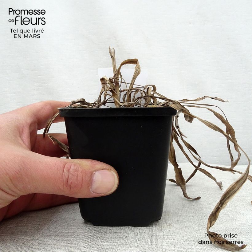 Liatris spicata Kobold - Densa estrella ardiente Maceta de 8/9 cm Ejemplar entregado en la primavera