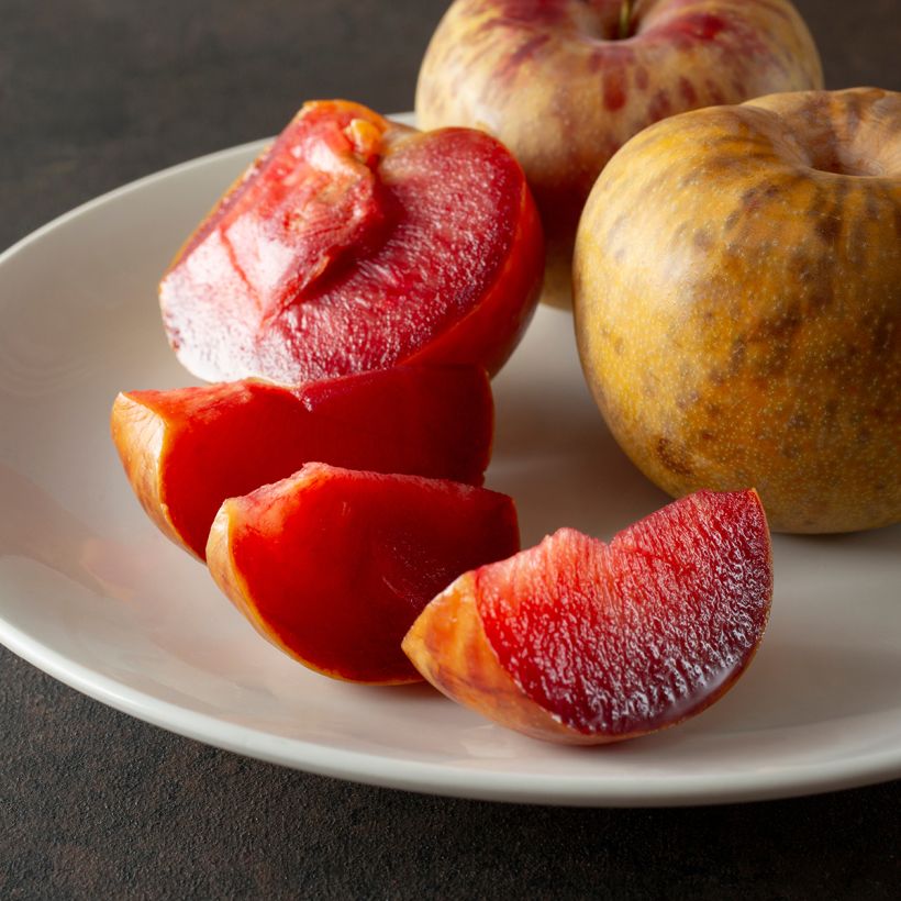 Pluot Dapple Dandy (Cosecha)