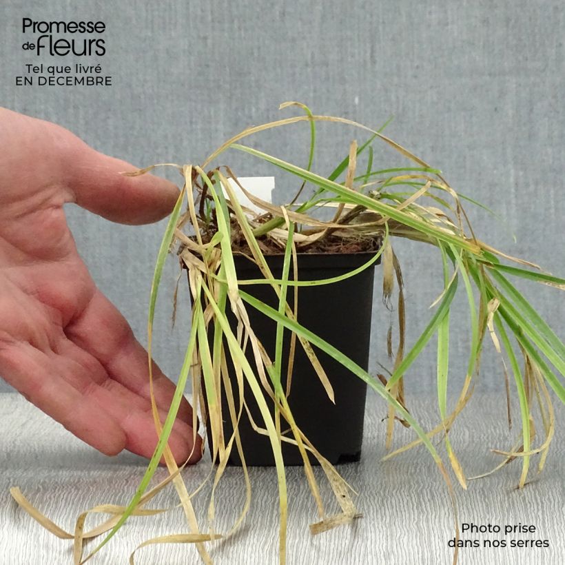 Poa chaixii Maceta de 8/9 cm Ejemplar entregado en invierno