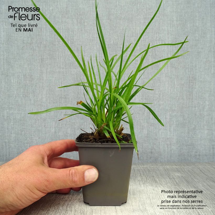 Poa chaixii Maceta de 8/9 cm Ejemplar entregado en la primavera