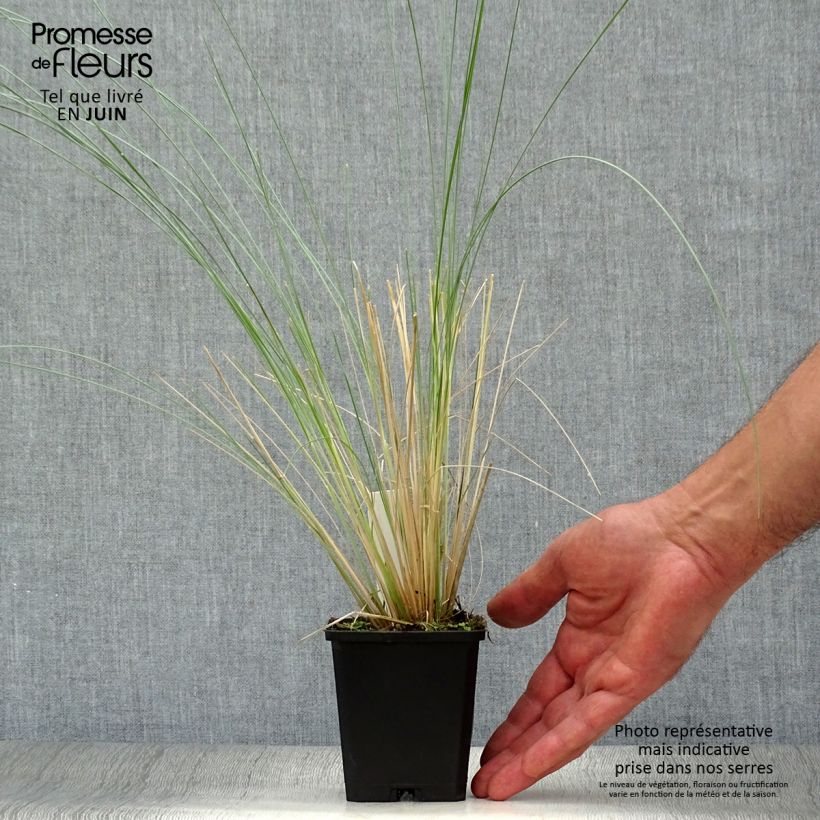 Ejemplar de Poa labillardieri Maceta de 8/9 cm entregado en verano
