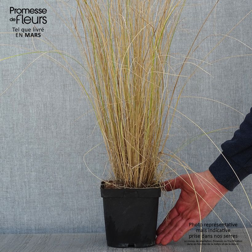 Poa labillardieri Maceta 2L/3L Ejemplar entregado en invierno
