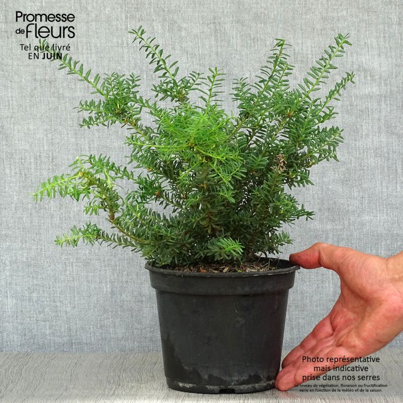 Ejemplar de Podocarpus lawrencii Blue Gem - Mañíos Maceta 2L/3L entregado en verano