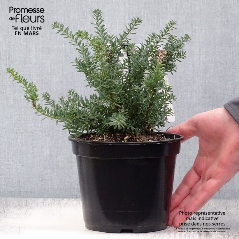 Podocarpus lawrencii Blue Gem - Mañíos Maceta 2L/3L Ejemplar entregado en la primavera