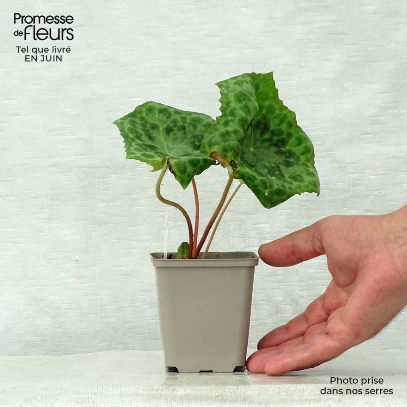 Ejemplar de Podophyllum Spotty Dotty Maceta de 8/9 cm entregado en verano