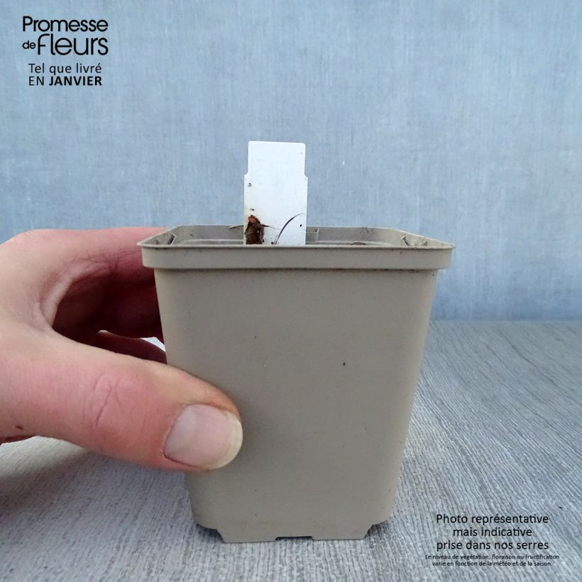 Podophyllum Spotty Dotty Maceta de 8/9 cm Ejemplar entregado en invierno