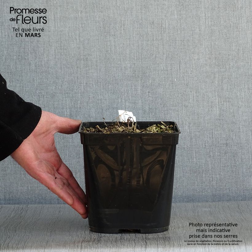 Podophyllum Spotty Dotty Maceta 3L/4L Ejemplar entregado en invierno