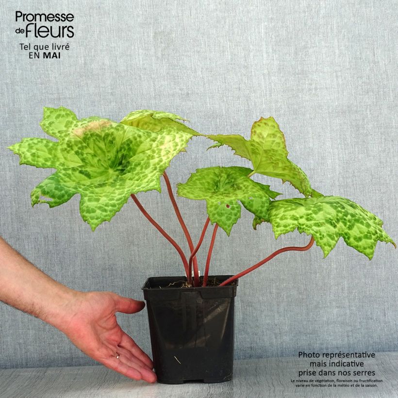Podophyllum Spotty Dotty Maceta 3L/4L Ejemplar entregado en la primavera