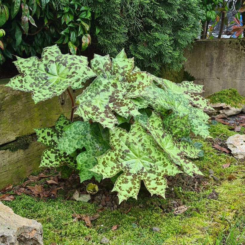Podophyllum Spotty Dotty (Porte)