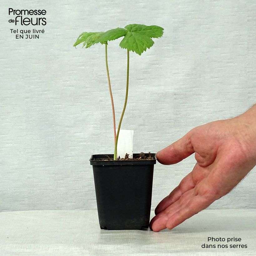 Ejemplar de Podophyllum hexandrum Maceta de 8/9 cm entregado en verano