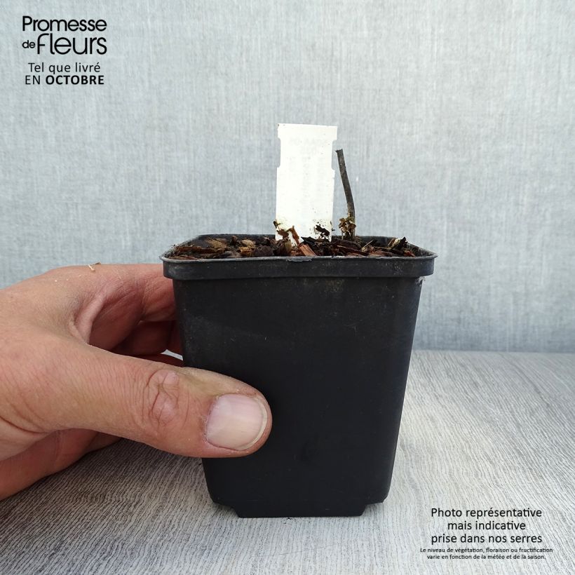 Ejemplar de Podophyllum hexandrum Maceta de 8/9 cm entregado en otoño