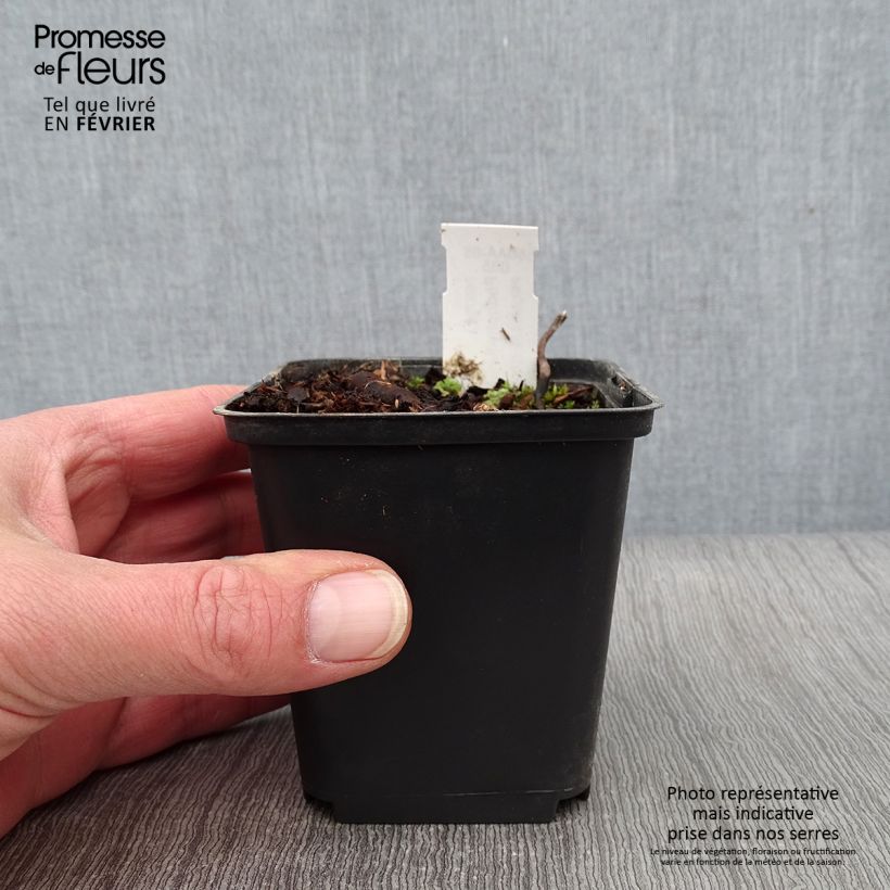 Podophyllum hexandrum Maceta de 8/9 cm Ejemplar entregado en invierno