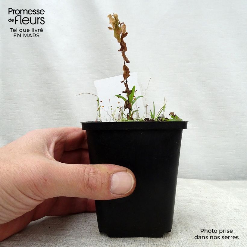 Podophyllum peltatum Maceta de 8/9 cm Ejemplar entregado en la primavera