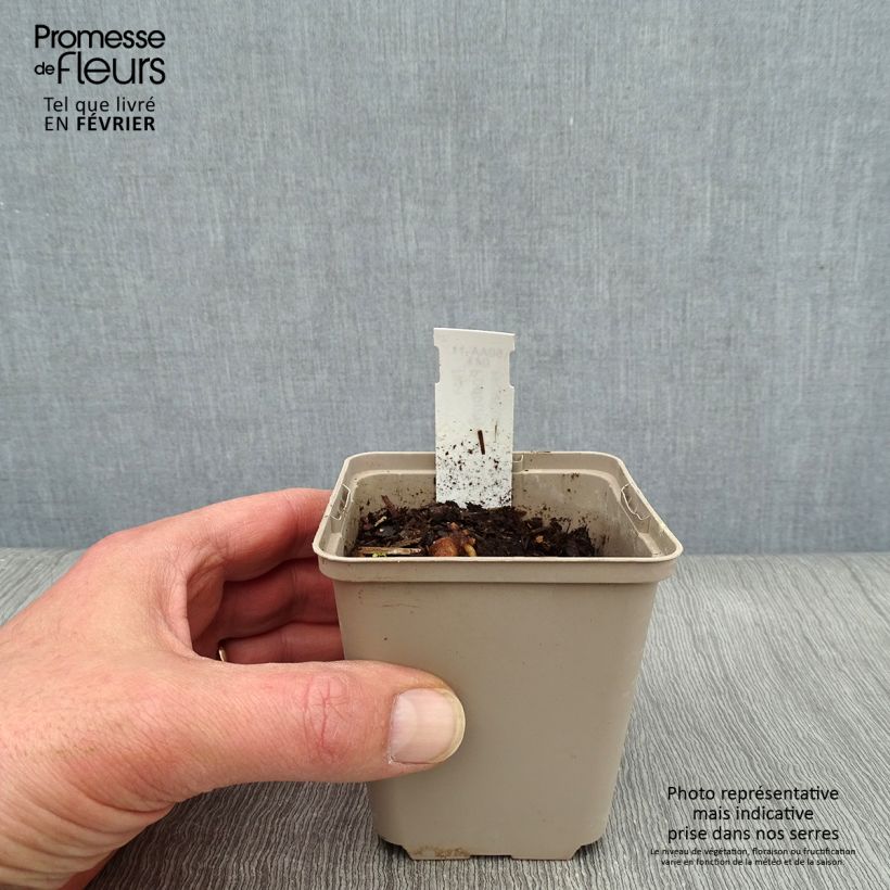 Podophyllum peltatum Maceta de 8/9 cm Ejemplar entregado en invierno