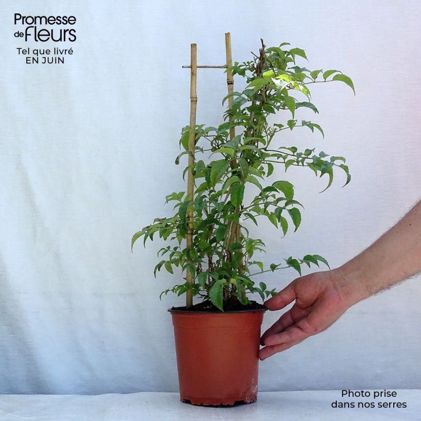 Ejemplar de Podranea ricasoliana - Bignonia rosa Maceta 2L/3L entregado en verano