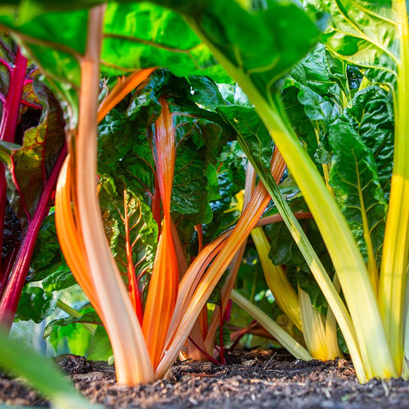 Acelga Fireworks BIO (Cosecha)