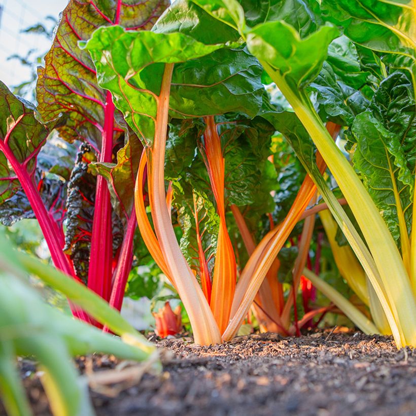 Acelga Fireworks BIO (Porte)