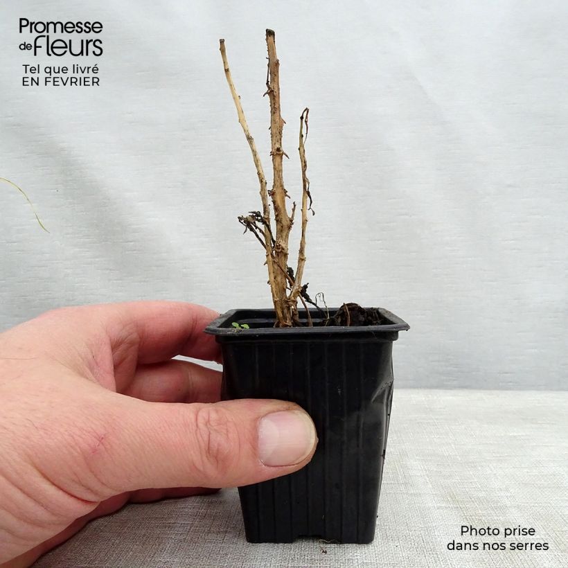 Pera melón - Solanum muricatum Maceta de 7/8 cm Ejemplar entregado en invierno