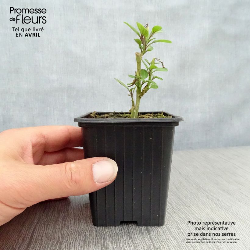 Pera melón - Solanum muricatum Maceta de 7/8 cm Ejemplar entregado en la primavera