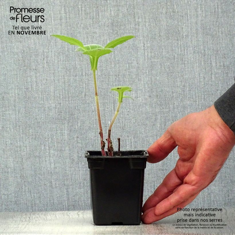 Ejemplar de Yacón Bio - Smallanthus sonchifolius Maceta de 8/9 cm entregado en otoño