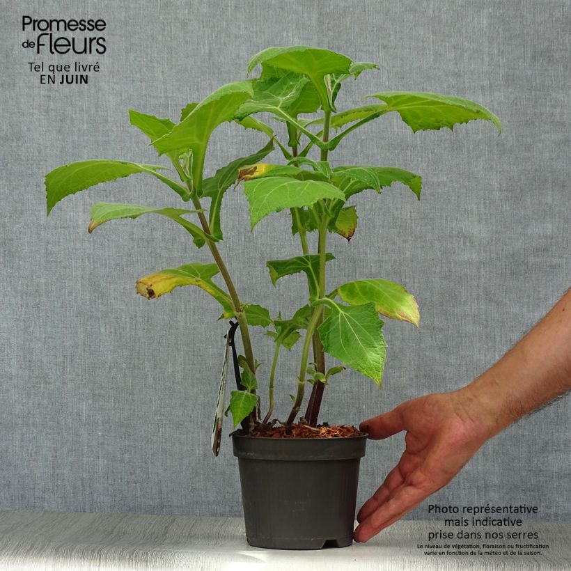 Ejemplar de Yacón Morado - Smallanthus sonchifolius Maceta 1,5L/2L entregado en verano