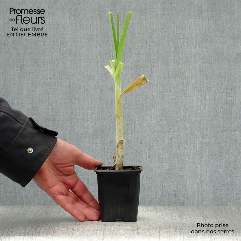 Puerro silvestre BIO - Allium ampeloprasum Maceta de 7/8 cm Ejemplar entregado en invierno