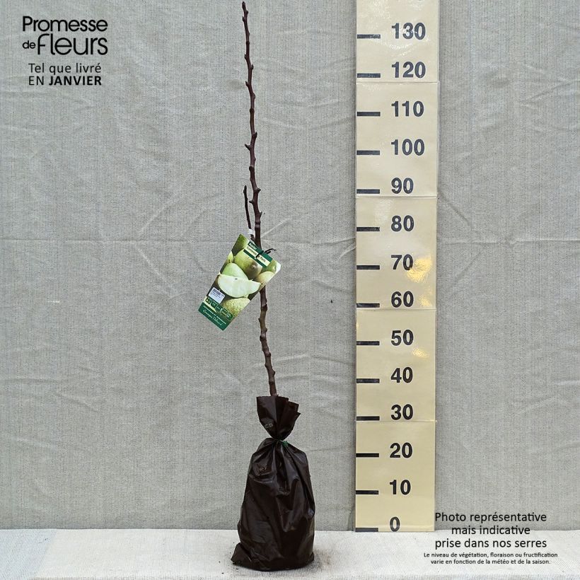 Pera Comtesse de Paris Cepellón "listo para plantar", Vástago Ejemplar entregado en invierno