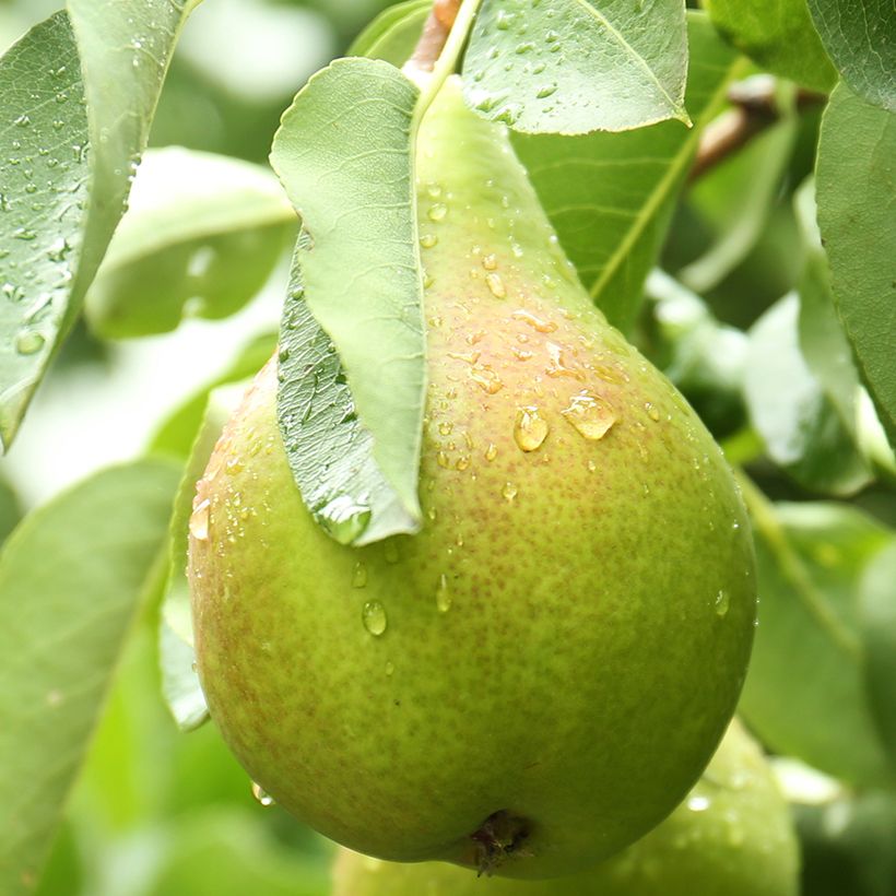 Pera Curé, Poire de Curé (Cosecha)