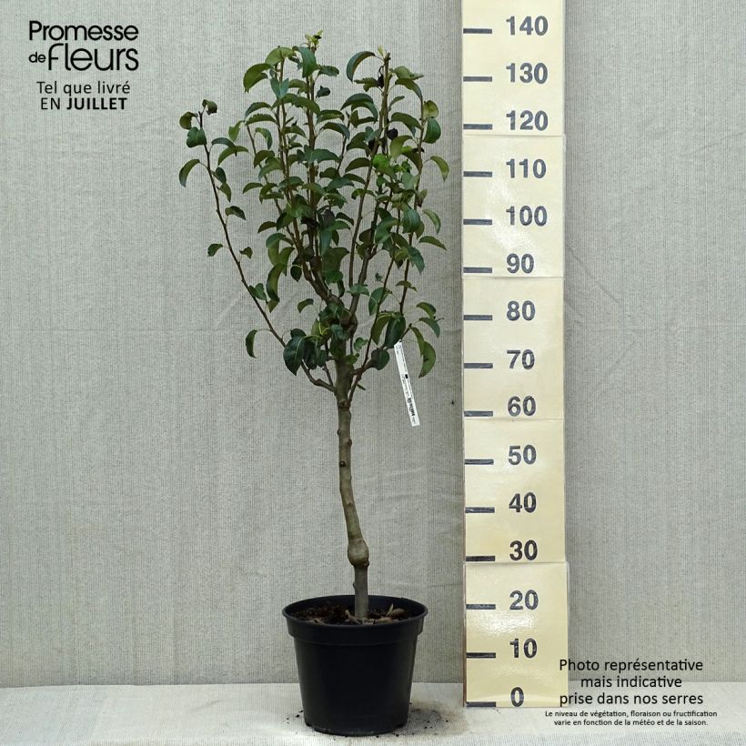 Ejemplar de Pera Doyenné du Comice Maceta 12L/15L, Poda palmeta simple U entregado en verano