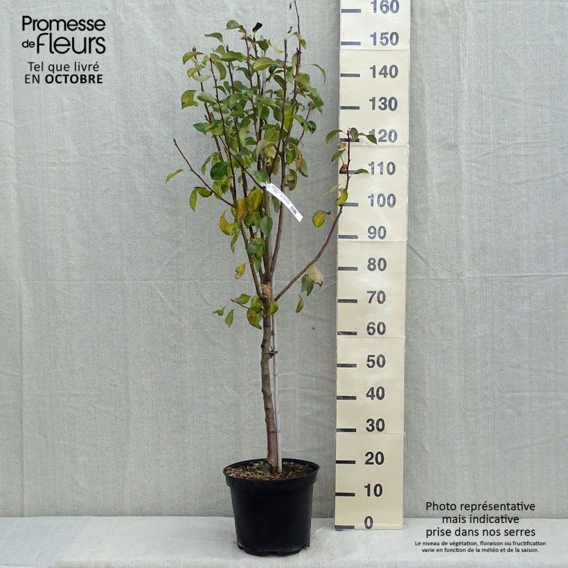 Ejemplar de Pera Duchesse d'Angouleme Maceta 7,5L/10L, Copa entregado en otoño