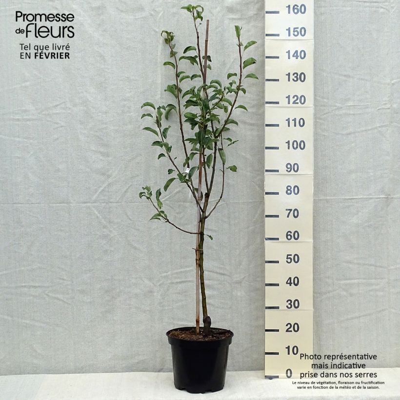 Ejemplar de Pera Jules Guyot Maceta 7,5L/10L, Copa entregado en otoño