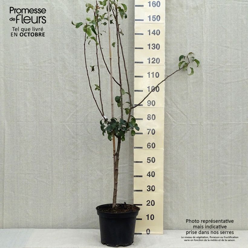 Ejemplar de Pera Louise Bonne d'Avranches Maceta 7,5L/10L, Copa entregado en otoño