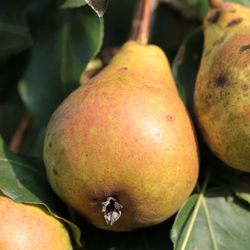 Pera Poire de Fisée (Cosecha)