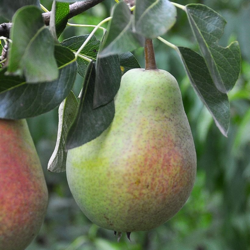 Pera Précoce Morettini (Cosecha)