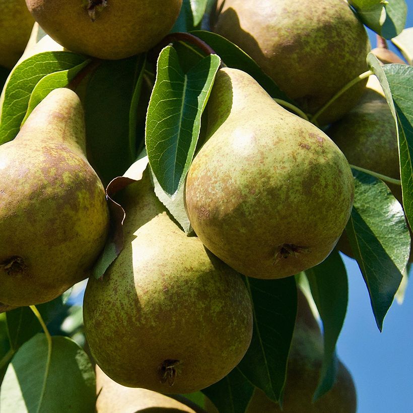 Pera Précoce de Trévoux (Cosecha)