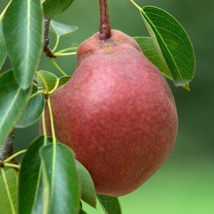 Pera Stark Crimson (Starkrimson) (Cosecha)