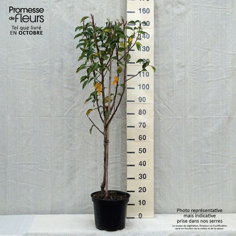 Ejemplar de Pera William's Maceta 7,5L/10L, Copa entregado en otoño