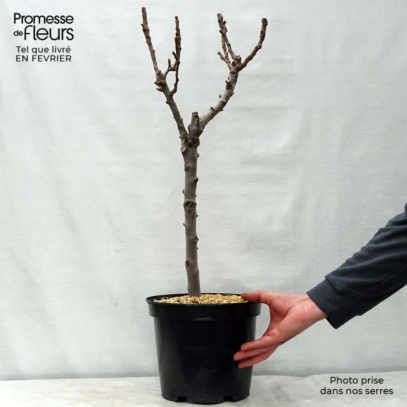 Peral enano Garden Gem Pyred Maceta 6L/7L, Enano Ejemplar entregado en invierno