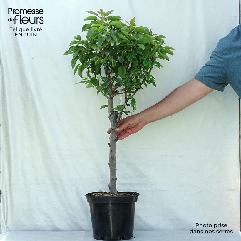 Ejemplar de Peral enano Garden Pearl Maceta 6L/7L, 1/4 tallo entregado en verano