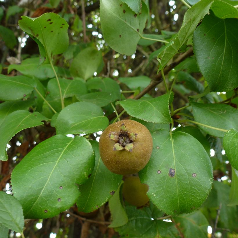 Peral silvestre - Pyrus communis ssp. pyraster (Follaje)
