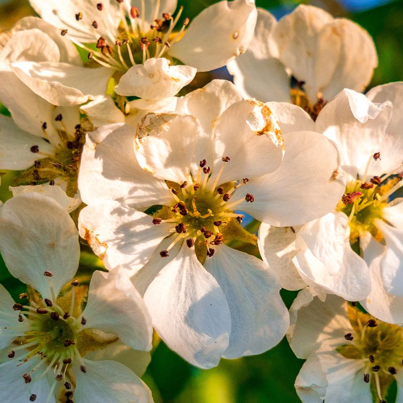 Peral silvestre - Pyrus communis ssp. pyraster (Floración)
