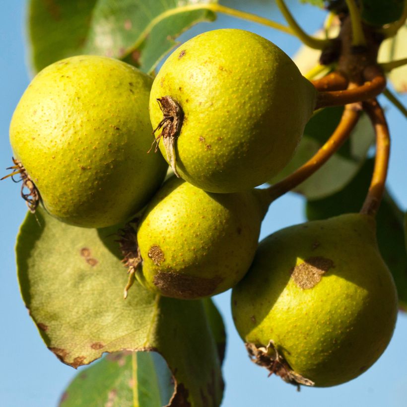 Peral silvestre - Pyrus communis ssp. pyraster (Cosecha)