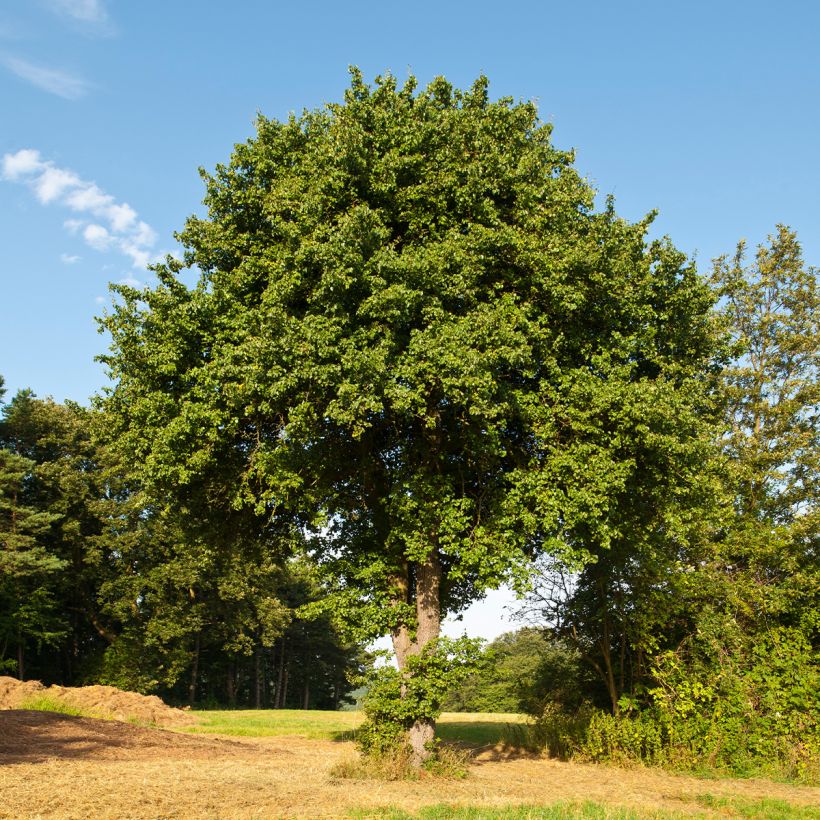 Peral silvestre - Pyrus communis ssp. pyraster (Porte)