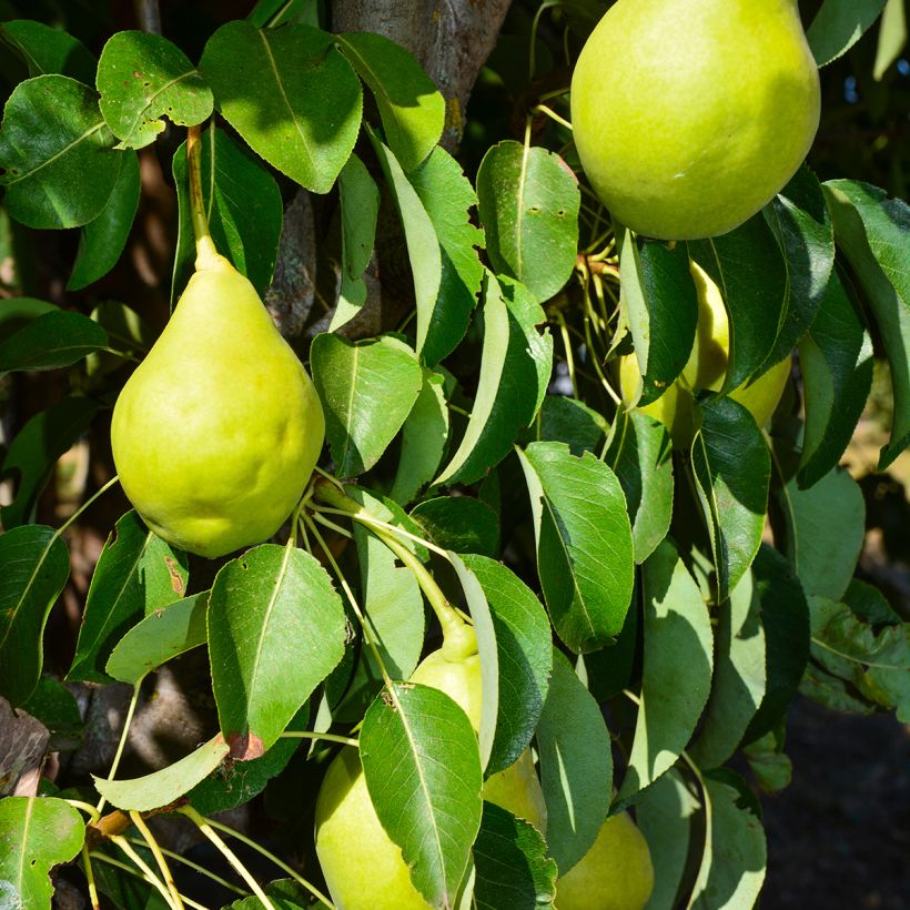 Pera Early Shu - Pyrus bretschneideri (Cosecha)