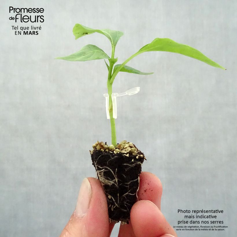 Pimiento Lamuyo F1 (planta interjada) minicepellón: Ø 3/4 cm Ejemplar entregado en la primavera
