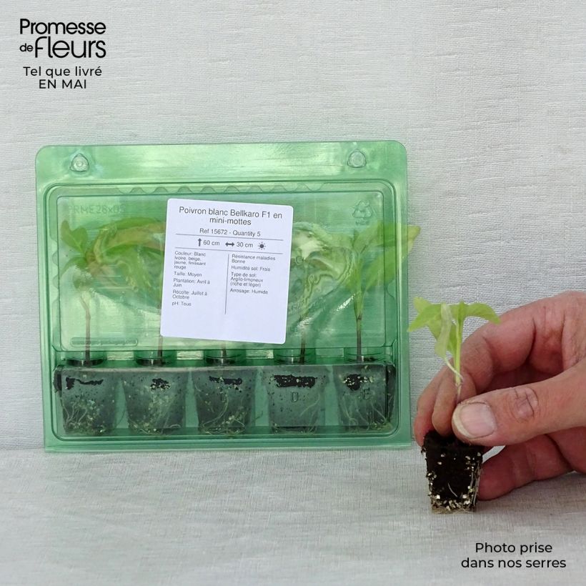 Pimiento Bellkaro F1 minicepellón: Ø 3/4 cm Ejemplar entregado en la primavera
