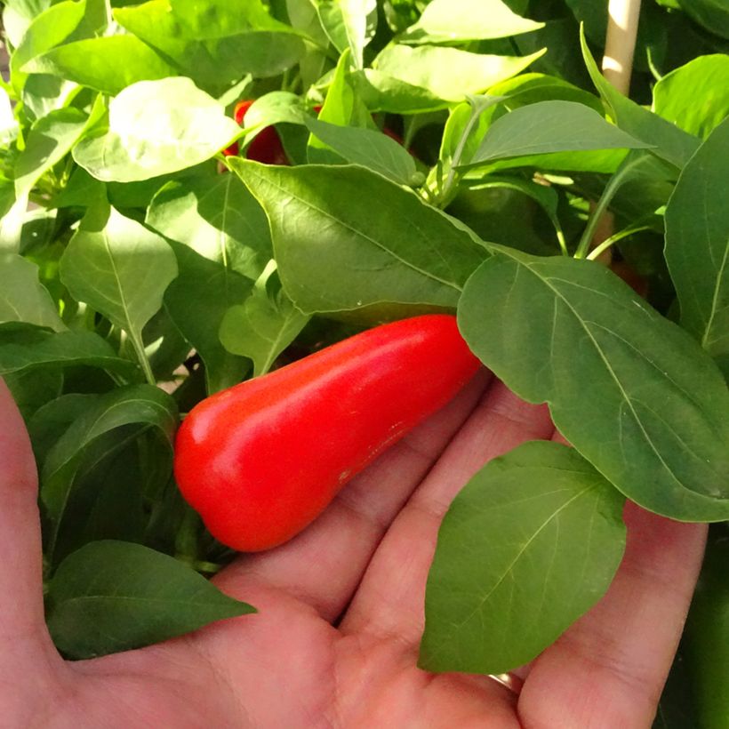 Pimiento Snackor F1 (Cosecha)