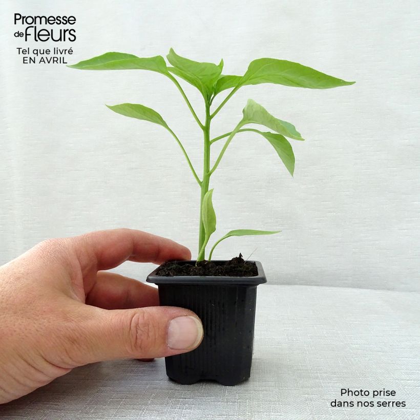 Pimiento Lamuyo F1 (planta) Maceta de 7/8 cm Ejemplar entregado en la primavera